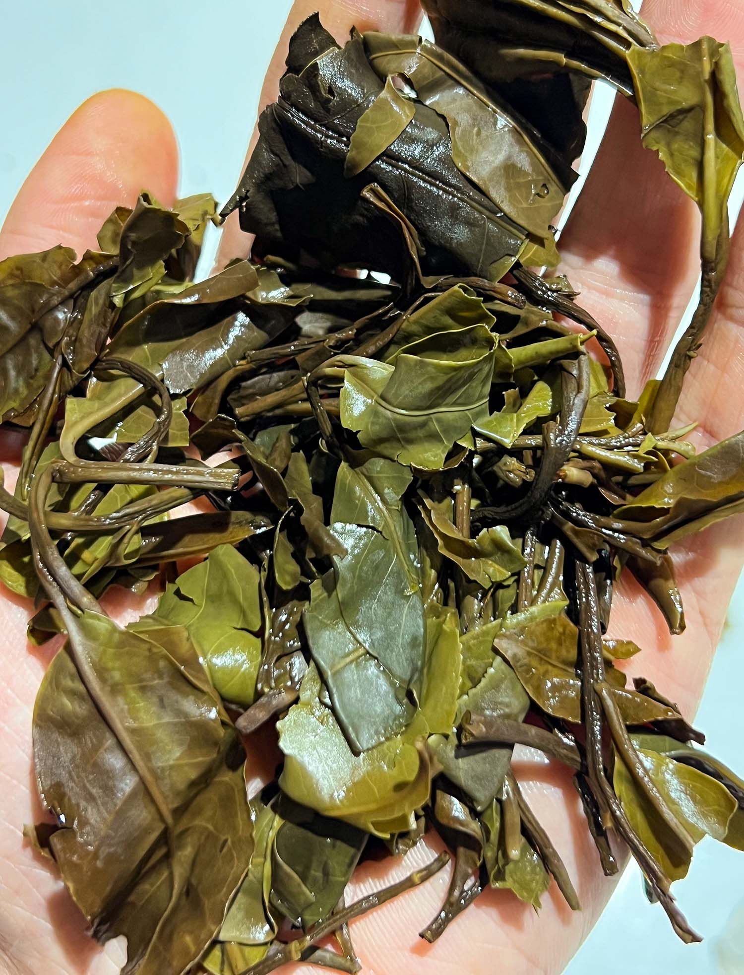 Wild Tree Purple Moonlight White Tea from Jinggu - Image 1